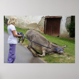 Gemeraxeerde Donkey Poster