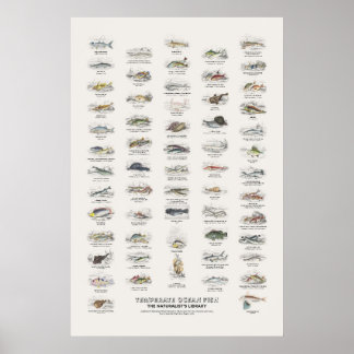 Gemmatigde Oceaan Vissen - Naturalist's Library Poster
