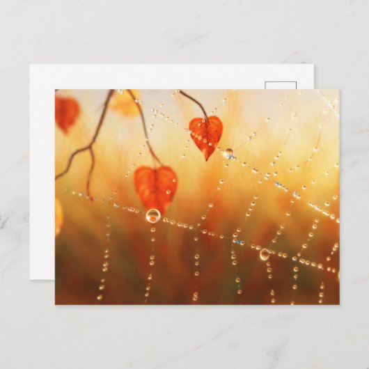 Gemmes d'une carte postale du matin d'automne (Devant / Derrière)