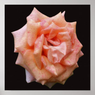 Gemotteld perzikRoos in Bloom Poster