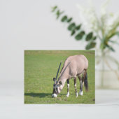 Gemsbok grazing briefkaart (Staand voorkant)