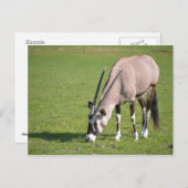 Gemsbok grazing briefkaart (Voorkant / Achterkant)