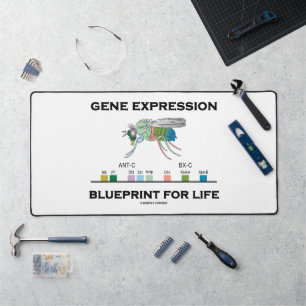 Gene Expression Blueprint for Life Homeobox Genes Bureaumat
