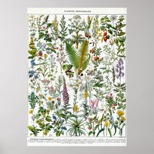 Geneesmiddelen Planten Poster (Voorkant)