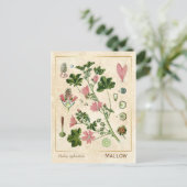  geneesmiddelreb Mallow Flower Botanical Briefkaart (Staand voorkant)