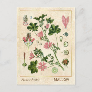 geneesmiddelreb Mallow Flower Botanical Briefkaart