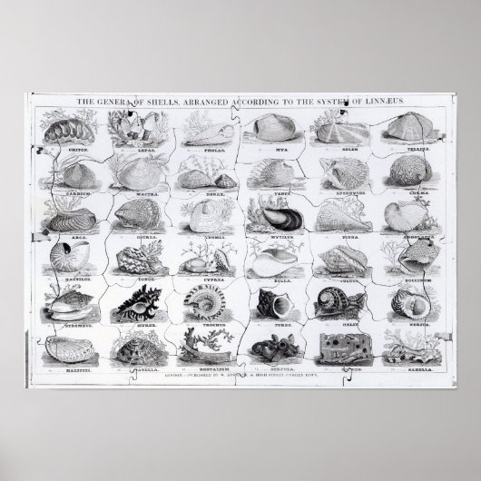 Genera of Shells Jigzaag, pub. door W. Edwards Poster (Voorkant)