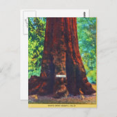 Generaal Sherman, 5000 jaar oud, Big Trees Park Briefkaart (Voorkant / Achterkant)