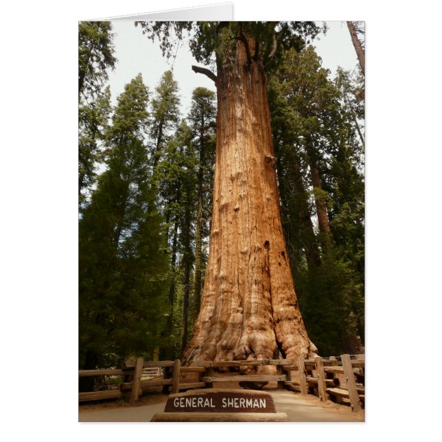 Generaal Sherman, Giant Sequoia (Voorkant)