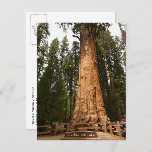 Generaal Sherman Giant Sequoia Briefkaart (Voorkant / Achterkant)