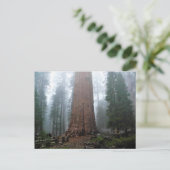 Generaal Sherman Tree, Sequoia, CA Briefkaart (Staand voorkant)