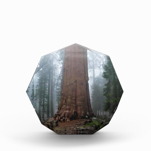 Generaal Sherman Tree, Sequoia, CA Fotoblokken (Voorkant)