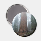 Generaal Sherman Tree, Sequoia, CA Magneet (Voorkant / Achterkant)