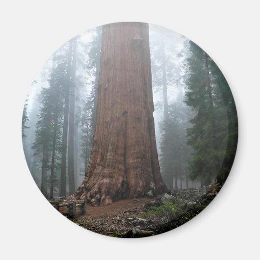 Generaal Sherman Tree, Sequoia, CA Magneet (Voorkant)