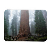 Generaal Sherman Tree, Sequoia, CA Magneet (Horizontaal)