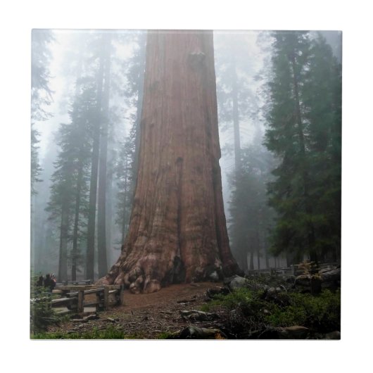 Generaal Sherman Tree, Sequoia, CA Tegeltje (Voorkant)