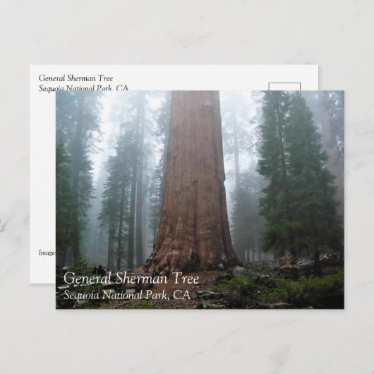 General Sherman Tree, Sequoia, CA Briefkaart (Voorkant / Achterkant)