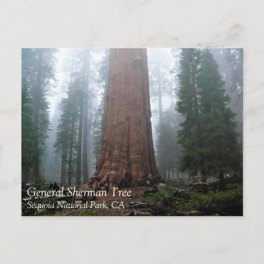 General Sherman Tree, Sequoia, CA Briefkaart (Voorkant)