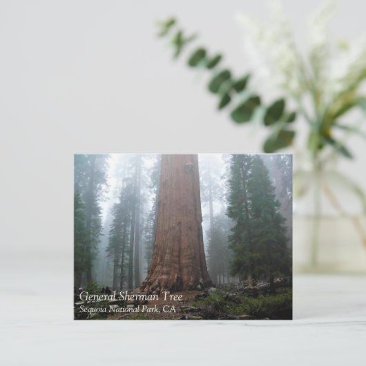 Général Sherman Tree, Sequoia, CA Carte postale (Debout devant)