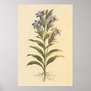Gentian Botanische Studie 12 × 18 Poster