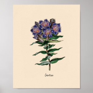 Gentian Flower Poster