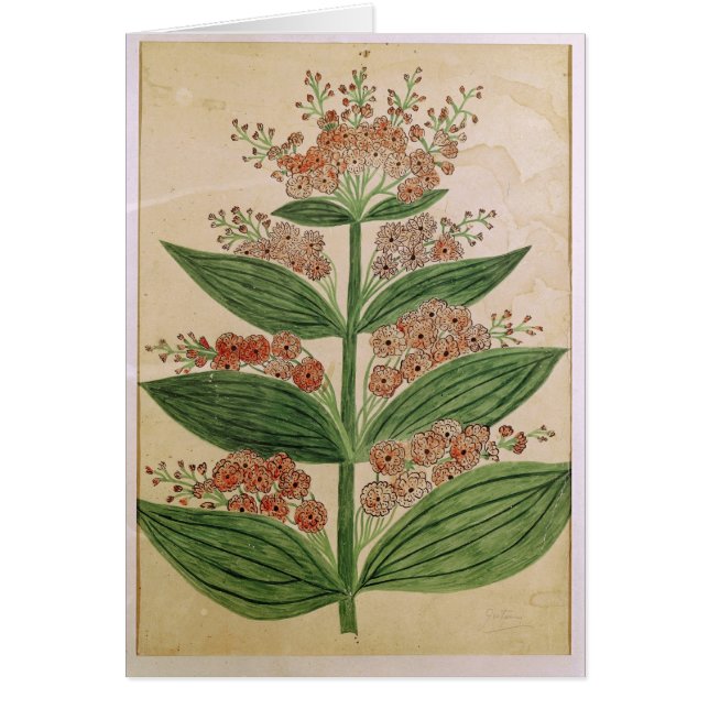 Gentian met denkbeeldige bloemen (Voorkant)