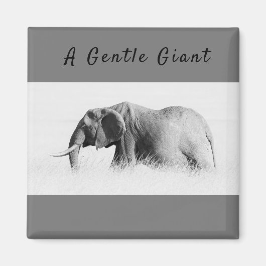 Gentle Giant Elephant foto met hoge sleutel met te Magneet (Voorkant)