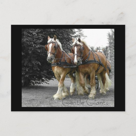 Gentle Giants briefkaart (Voorkant)