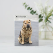 Gentle Shar Pei Post Card Briefkaart (Staand voorkant)