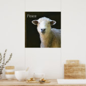 Gentle Sheep Poster (Keuken)