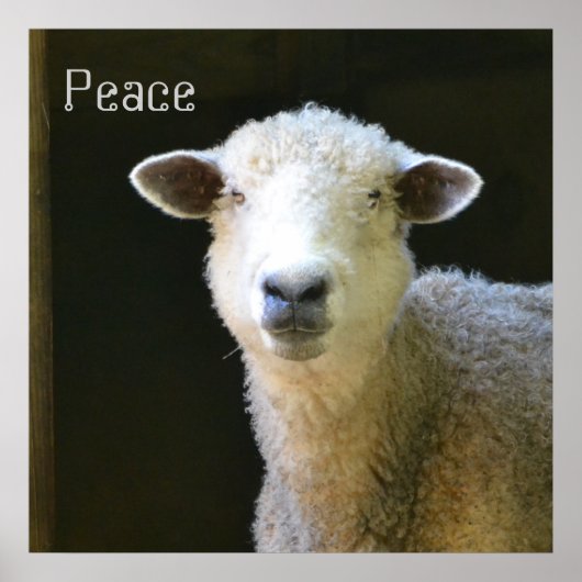 Gentle Sheep Poster (Voorkant)