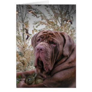 Gentle Side - Neopolitan Mastiff