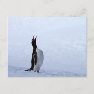 Gentoo penguin briefkaart