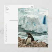 Gentoo Penguin Family Briefkaart (Voorkant / Achterkant)