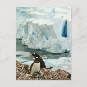 Gentoo Penguin Family Briefkaart