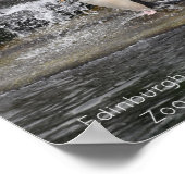 Gentoo Penguin & Friends Edinburgh Zoo Scotland Poster (Hoek)