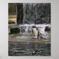 Gentoo Penguin & Friends Edinburgh Zoo Scotland
