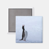 Gentoo penguin magneet (Voorkant / Achterkant)