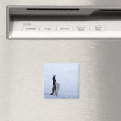 Gentoo penguin magneet (Insitu (Vaatwasser))