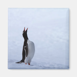 Gentoo penguin magneet