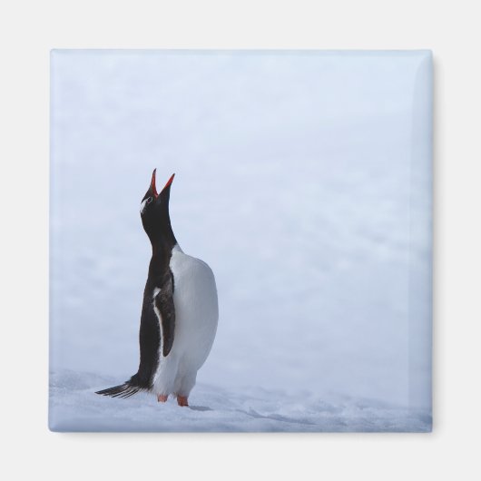 Gentoo penguin magneet (Voorkant)