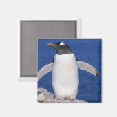 Gentoo Penguin Pygoscelis papua) Port Magneet (Voorkant / Achterkant)