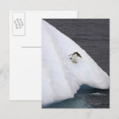Gentoo penguin Pygoscelis papua standing Briefkaart (Voorkant / Achterkant)