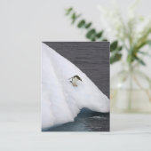 Gentoo penguin Pygoscelis papua standing Briefkaart (Staand voorkant)