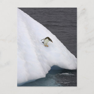 Gentoo penguin Pygoscelis papua standing Briefkaart