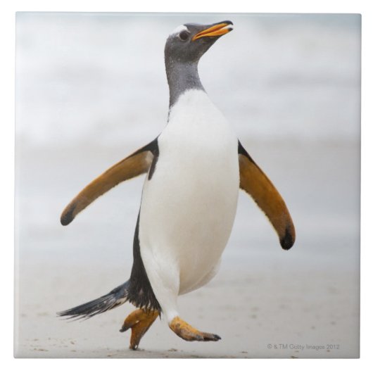 Gentoo Penguin Tegeltje (Voorkant)