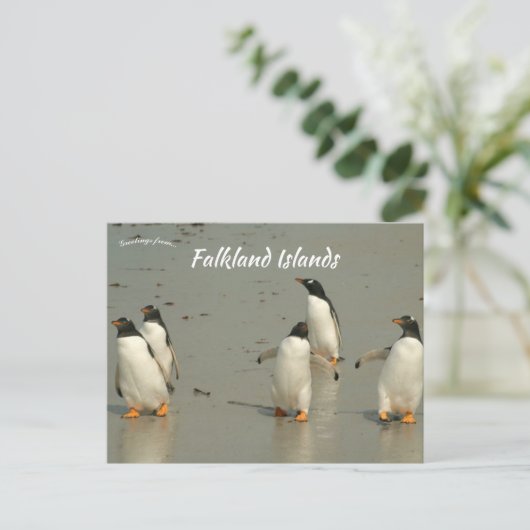 Gentoo Penguins Berthas Beach Falklandeilanden Briefkaart (Staand voorkant)