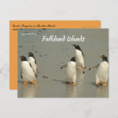 Gentoo Penguins Berthas Beach Falklandeilanden Briefkaart (Voorkant / Achterkant)