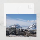Gentoo penguins in Antarctica Briefkaart (Voorkant / Achterkant)