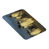 Gentoo Penguins (Pygoscelis papua), Falkland Magneet (Rechterzijde)